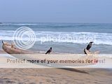 kovalam kovalam beach sex scenes